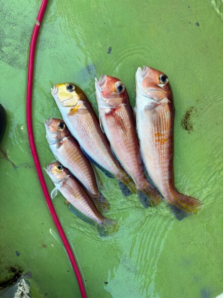 茅ヶ崎沖のアマダイ釣り