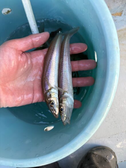 進丸 苦戦のショートシロギス