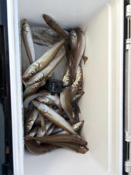 シロギス好き集う仕立て船に参加させていただきました@進丸