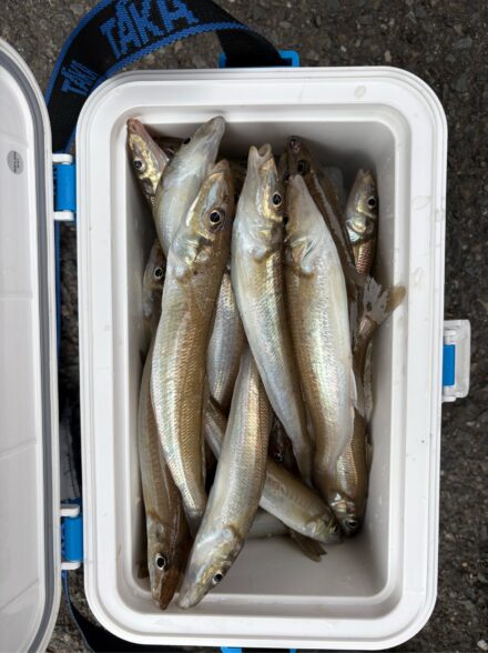 進丸 ショートシロギス②