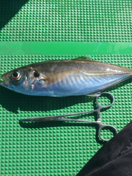 三邦丸、早朝便で五目釣り