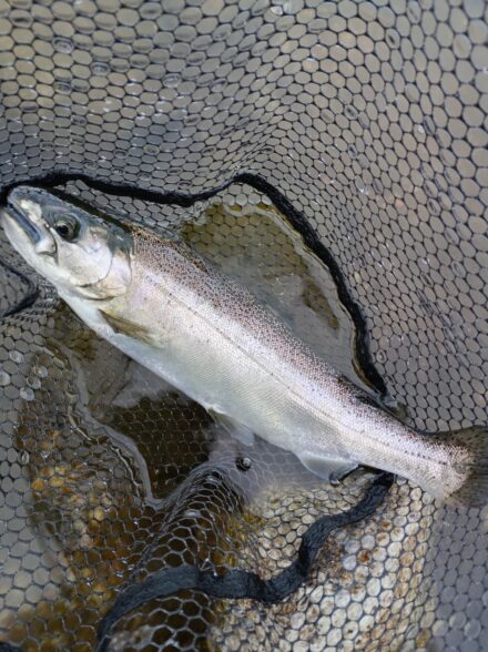 高島の泉でエリアトラウト7