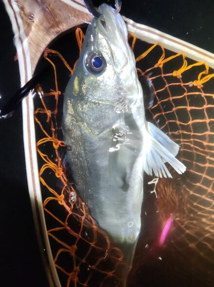 アフターシーバスを求めて