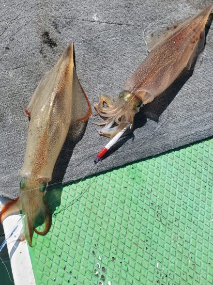 萬栄丸　沖イカ