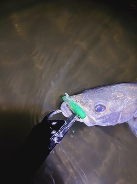 多摩川のバチ抜けはいつ！？