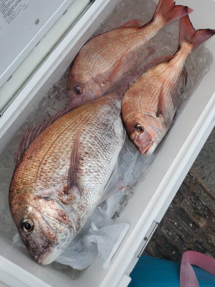 一義丸　コマセマダイ②