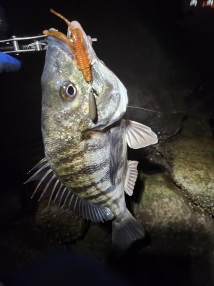 冬でも釣れる!癒しのチニング