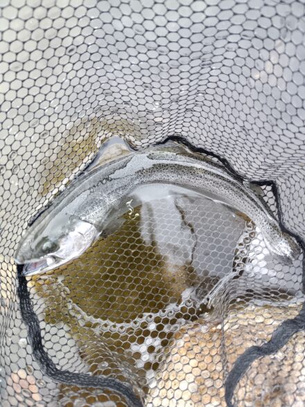 高島の泉でエリアトラウト6