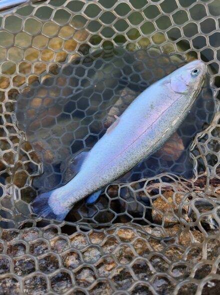 ライトゲーマーのエリアトラウト釣行記in加賀フィッシングエリア