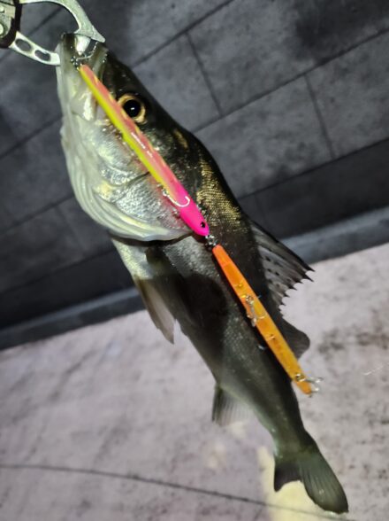 バチ抜けシーバス!秘策は二連ルアー!?