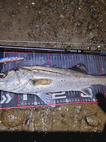 多摩川バチ抜けリベンジ!