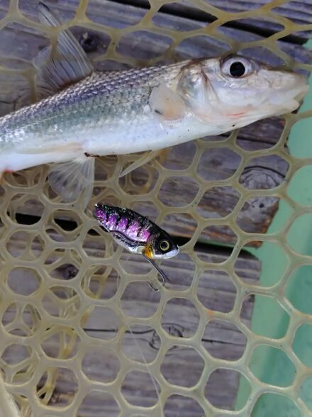 2月中旬の東条湖