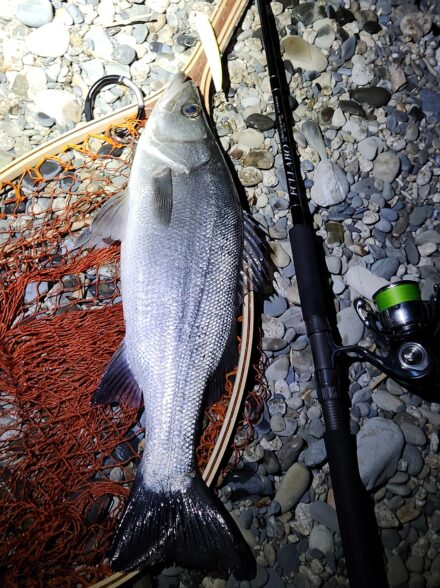 和歌山ヒラスズキ探索