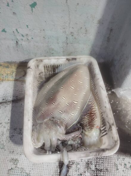 和歌山中紀 スミイカ釣り