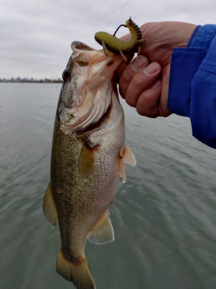 マザーリバー淀川2月下旬