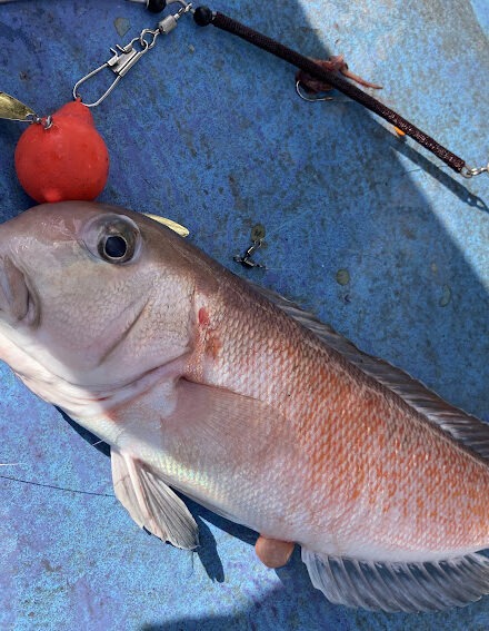 厳寒期のシロアマダイ