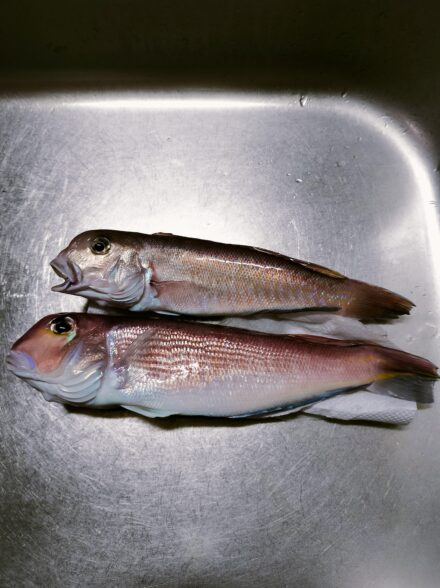 相模湾アマダイ!2026