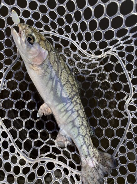 へら師が行くエリアトラウトの旅！ウォルトンガーデン編