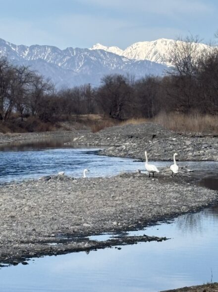 犀川漁協解禁③