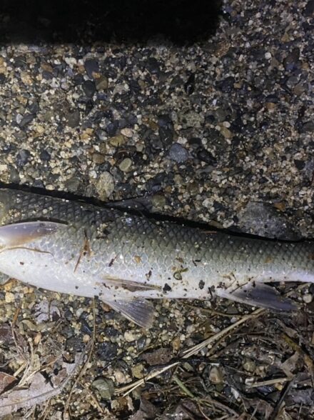 琵琶湖巡礼！北湖アタック③”Make or break”表層炸裂編　　　　　　　　　　　　　　　　　　　　　　　　