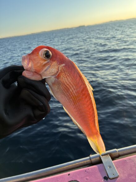 澄み潮に大苦戦のアマダイ釣行!