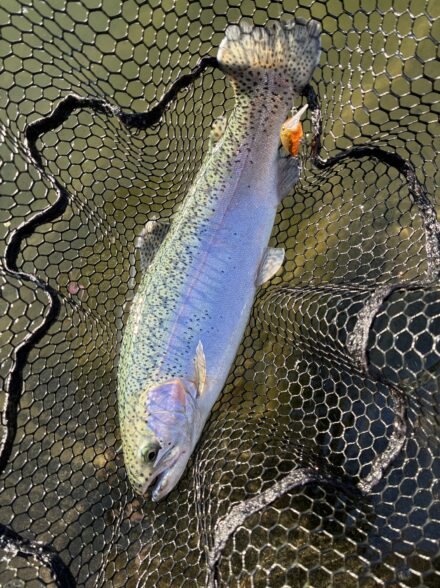 エリアトラウト釣行！IN東山