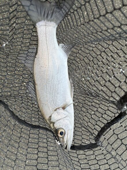 悶絶の湘南サーフ！