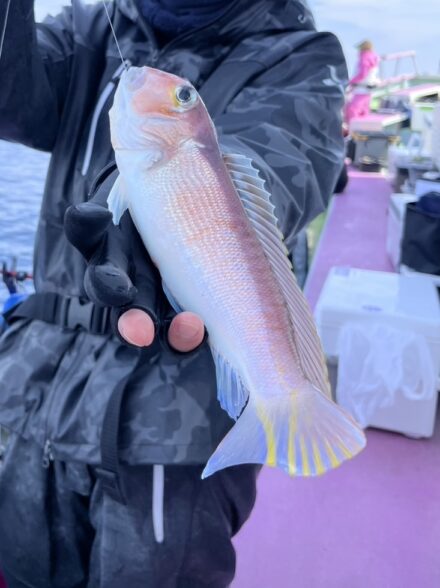 江ノ島沖のアマダイ!