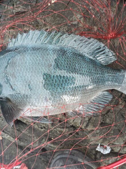 磯釣り♪初めての袋エリアに♪