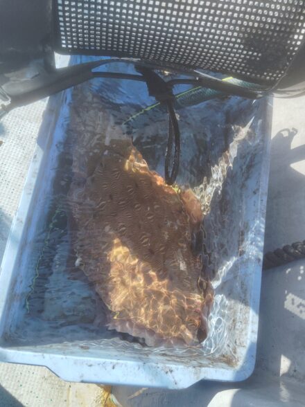 和歌山県御坊市北塩屋出船みなと丸さんスミイカ釣行