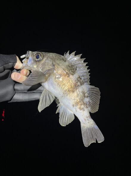 腰痛かメバルか