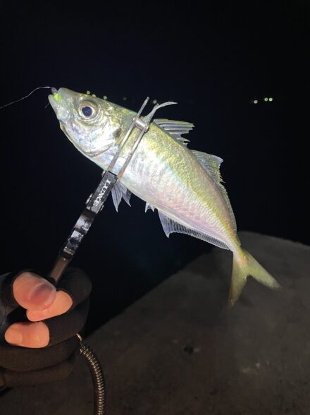 まだまだ釣れるアジング