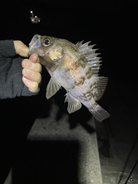 メバルを求めて