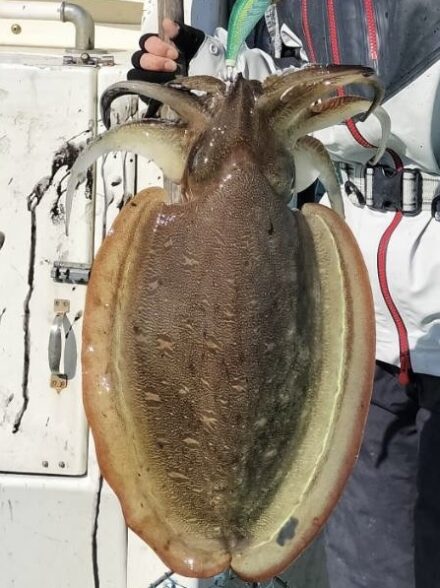 沖右衛門丸〜アオリイカに挑戦✨