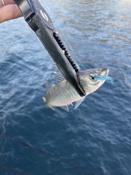 day&nightなアジングin和歌山