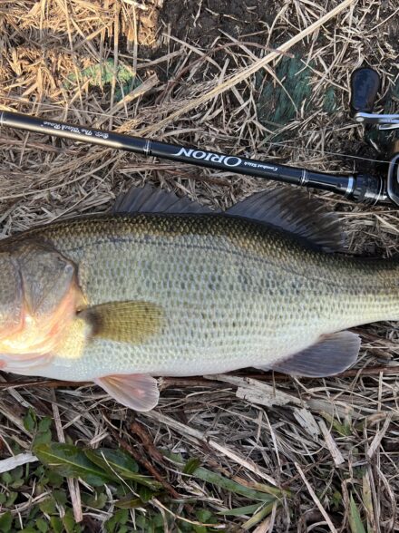 春を探しに短時間琵琶湖釣行