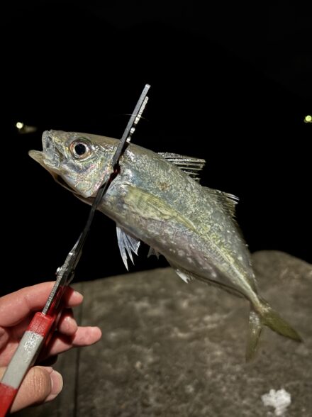 和歌山アジング釣行‼️