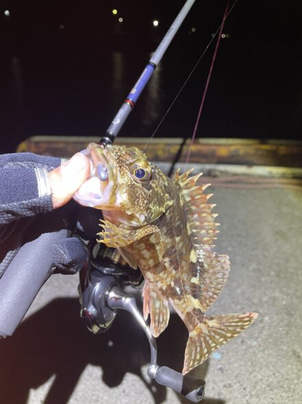 爆風ライトゲーム釣行🌪️