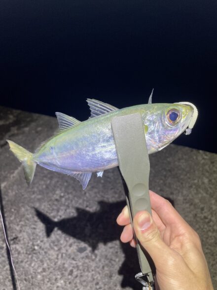 尾鷲〜串本方面でライトゲーム🎣