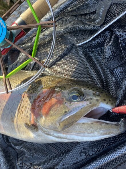 エリアトラウトin山梨