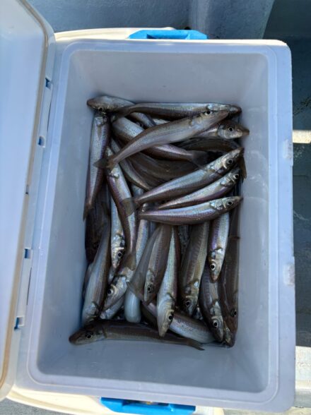 進丸 ショートキス仕立て