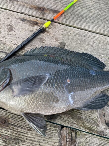 久富水産　筏グレ