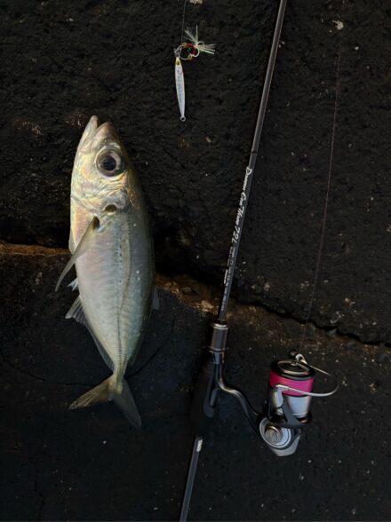 2度目の三宅島へ 〜尺上メアジ連発!〜
