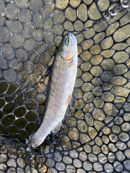 エリアトラウト1