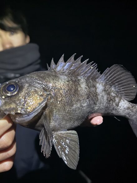 メバル開幕！？