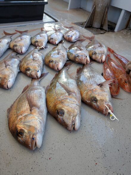 明石鯛ラバ2月19日