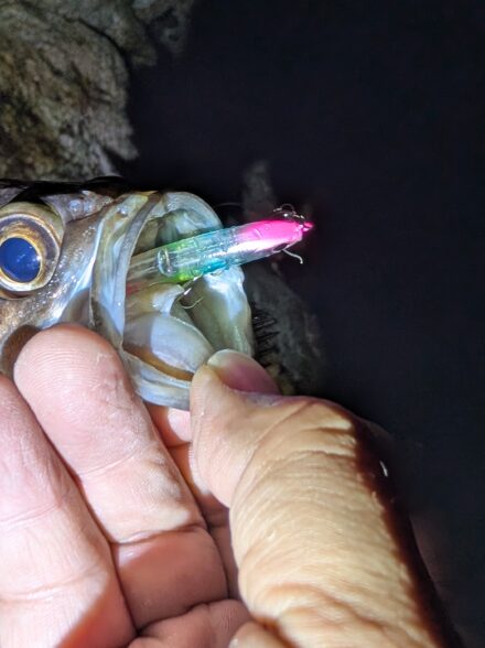 淡路島メバル調査