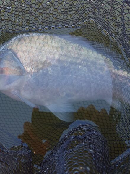 ・筑波流源湖でチョーチンセット！
