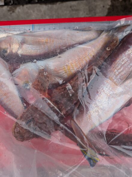 沖右ヱ門丸のアマダイ釣り