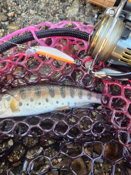 解禁！栃木渓流2026